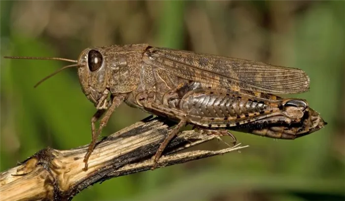 Саранча - представитель насекомых с неполным превращением