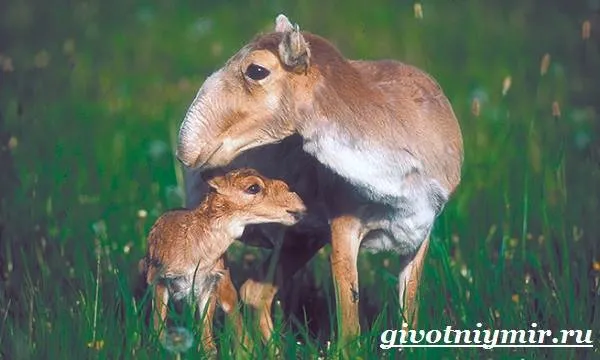 Сайгак-животное-Образ-жизни-и-среда-обитания-сайгака-5