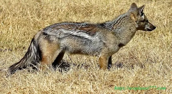 Полосатый шакал (Canis adustus)