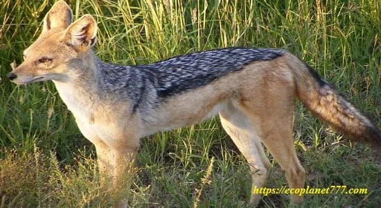 Черноспинный шакал (Canis mesomelas)