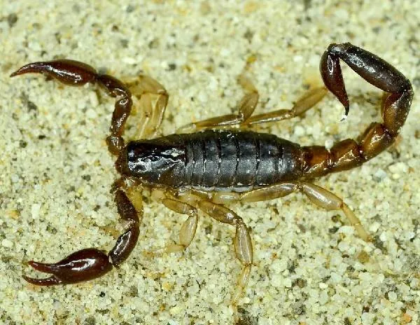 Скорпион-животное-Описание-особенности-виды-образ-жизни-и-среда-обитания-скорпиона-3