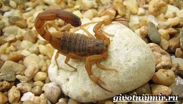 Скорпион-животное-Образ-жизни-и-среда-обитания-скорпиона-5