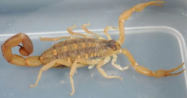 Скорпион-животное-Описание-особенности-виды-образ-жизни-и-среда-обитания-скорпиона-5