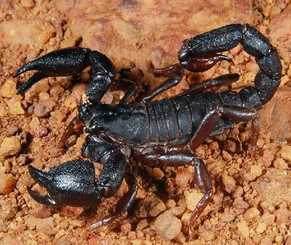 Скорпион-животное-Описание-особенности-виды-образ-жизни-и-среда-обитания-скорпиона-6