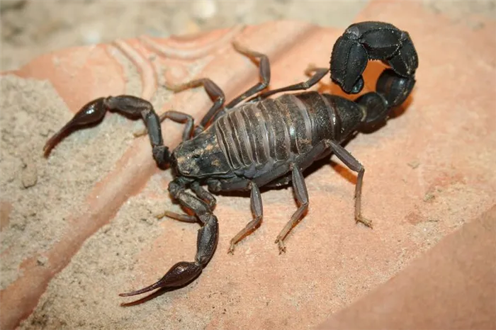 Серый скорпион