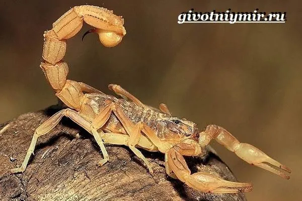 Скорпион-животное-Образ-жизни-и-среда-обитания-скорпиона-8