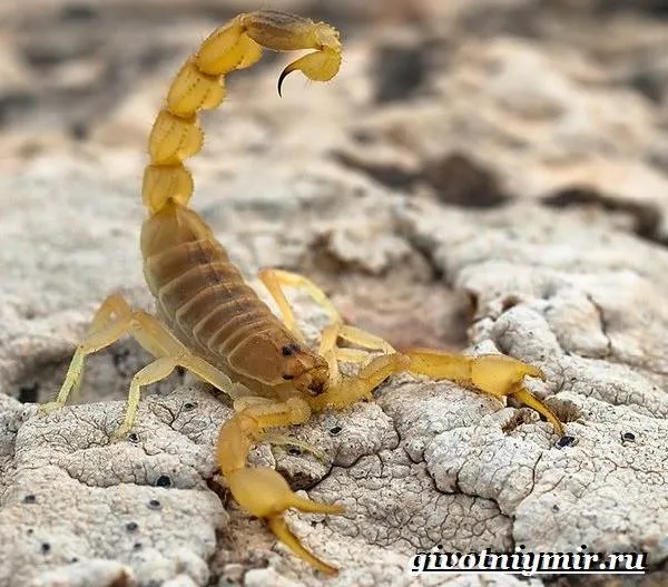 Скорпион-животное-Образ-жизни-и-среда-обитания-скорпиона-7