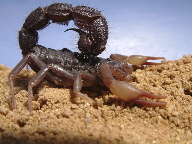Трансваальский толстохвостый скорпион