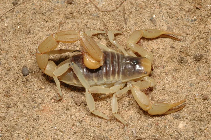 Пустынный волосатый скорпион