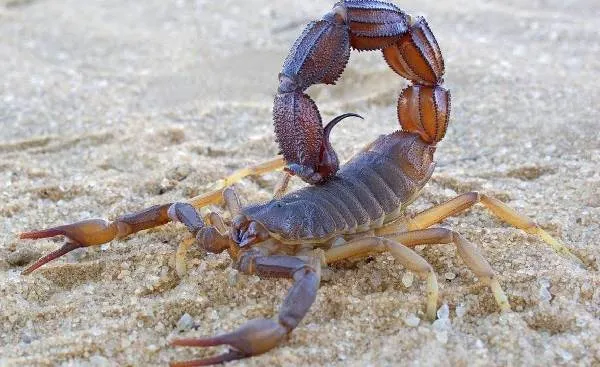 Скорпион-животное-Описание-особенности-виды-образ-жизни-и-среда-обитания-скорпиона-1