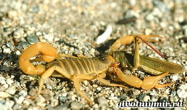 Скорпион-животное-Образ-жизни-и-среда-обитания-скорпиона-12