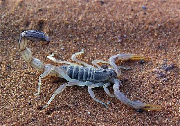 Скорпион-животное-Описание-особенности-виды-образ-жизни-и-среда-обитания-скорпиона-4