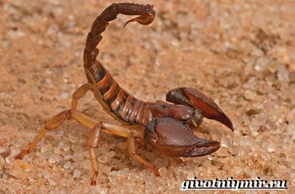 Скорпион-животное-Образ-жизни-и-среда-обитания-скорпиона-3