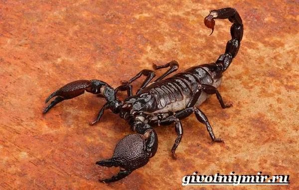 Скорпион-животное-Образ-жизни-и-среда-обитания-скорпиона-2