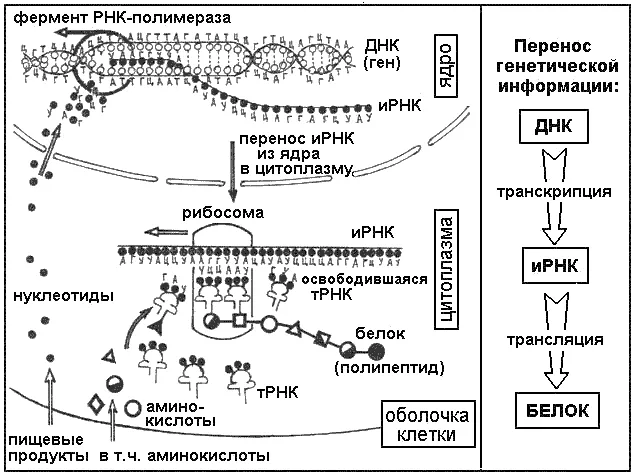 Процесса биосинтеза белка этапы схема