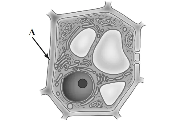 Препарат одуванчика под микроскопом