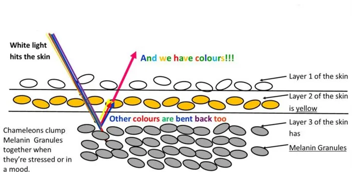 Как хамелеон меняет цвет?