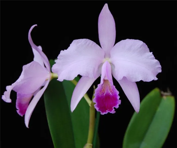 орхидея триана