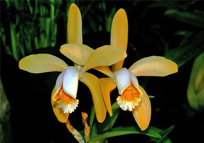 орхидея форбеза