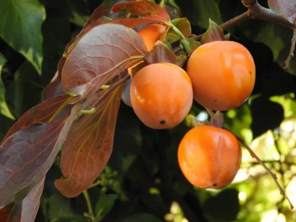 Оранжевые плоды хурмы
