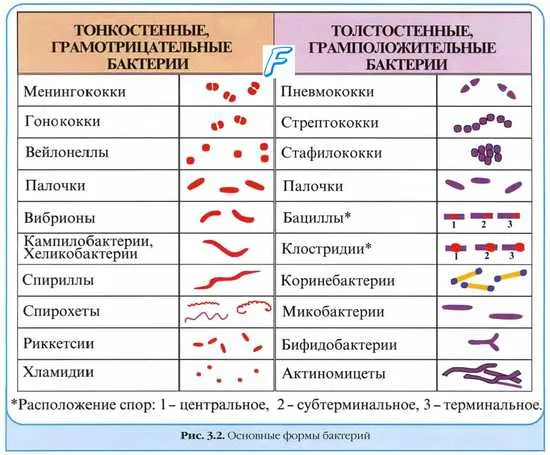 Шаровидные бактерии ( микрококки, диплококки, сарцины, стафилококки, стрептококки ). Кокки. Палочковидные бактерии ( бациллы, клостридии ).