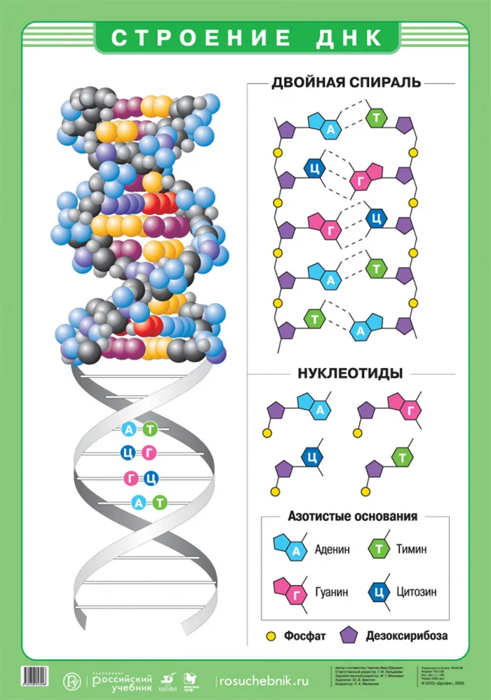 Строение ДНК.jpg