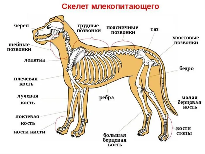 Внутреннее строение млекопитающих — особенности всех органов и отделов