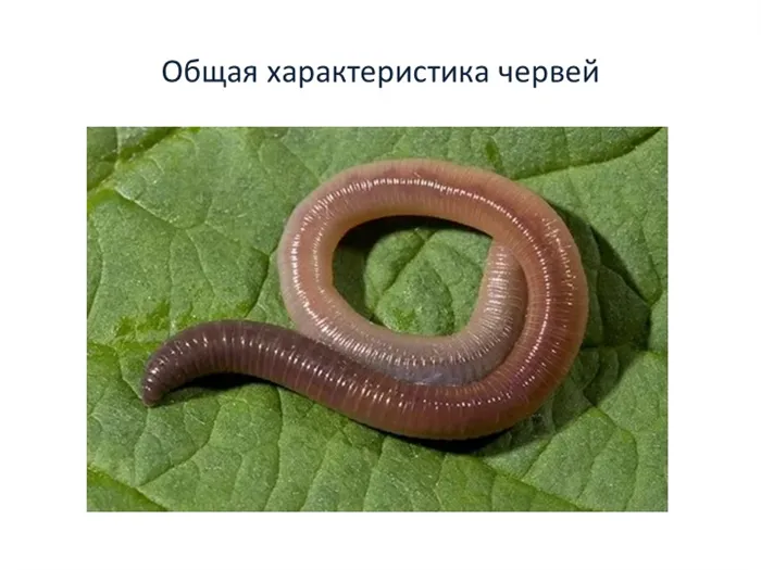 Общая характеристика червей