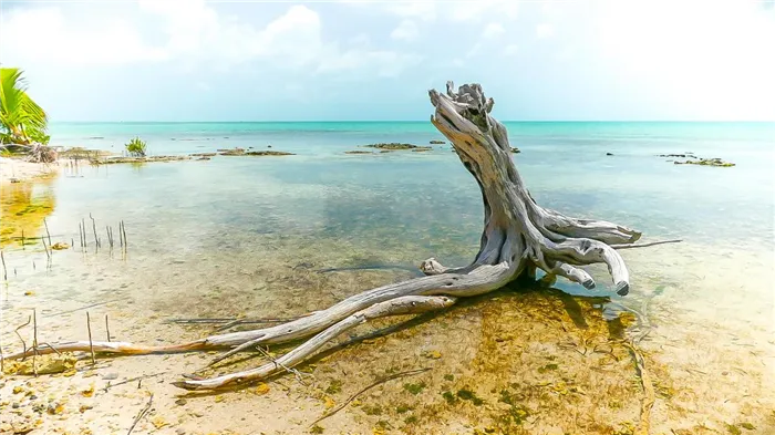 Дерево на пляже, Белиз