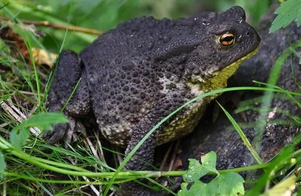 Жаба-животное-Описание-особенности-виды-образ-жизни-и-среда-обитания-жабы-7