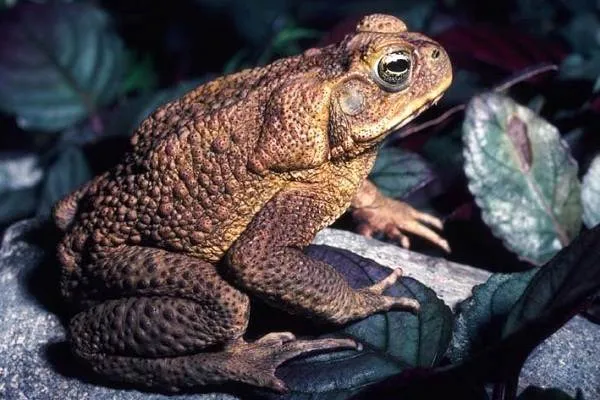 Жаба-животное-Описание-особенности-виды-образ-жизни-и-среда-обитания-жабы-1
