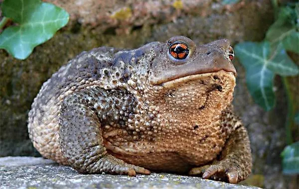 Жаба-животное-Описание-особенности-виды-образ-жизни-и-среда-обитания-жабы-4