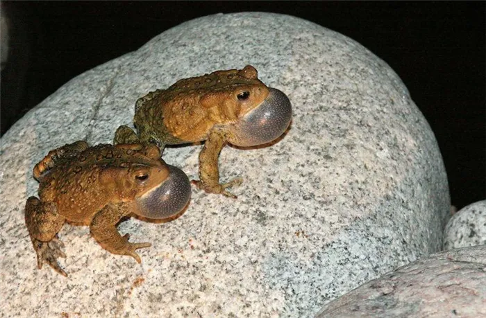 Кричащие самцы американской жабы.