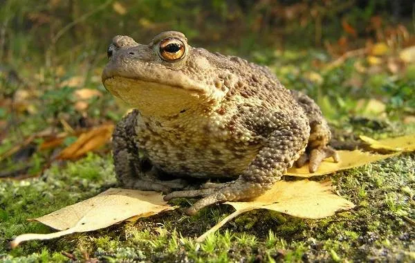 Жаба-животное-Описание-особенности-виды-образ-жизни-и-среда-обитания-жабы-6