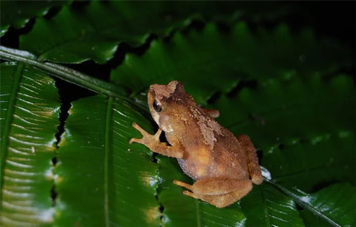 В брюшке живородящей жабы (Nectophrynoides tornieri) просвечивает созревающая икра.
