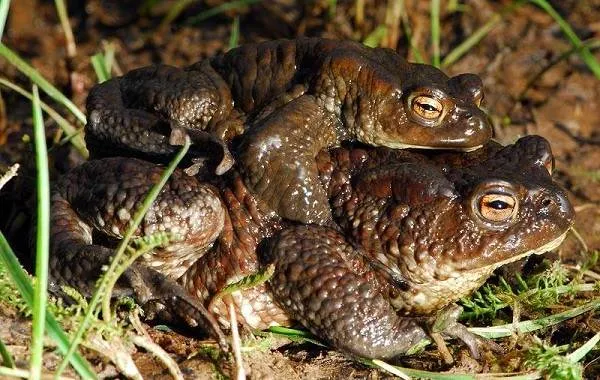 Жаба-животное-Описание-особенности-виды-образ-жизни-и-среда-обитания-жабы-2