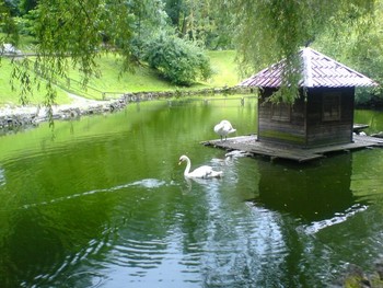 Лебеди в Стрыйском парке